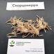 Скорцонерра семена 0,5 г (около 20 шт) испанская чёрная морковь козелец сладкий корень (Scorzonera hispanica) RS-00679 фото 4