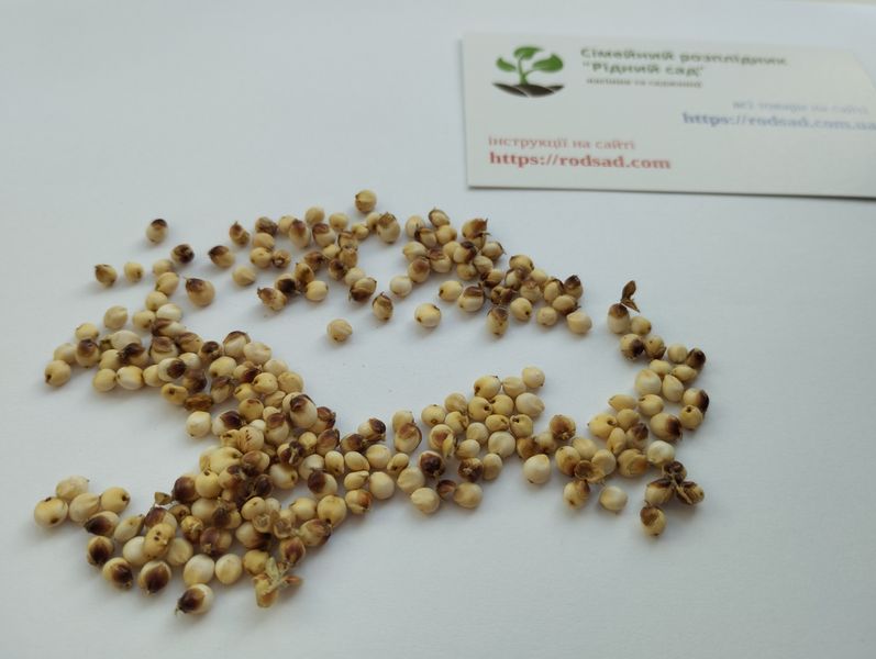 Сорго зернове біле насіння 20 грамів (прибл. 800 шт) (Sorghum bicolor) RS-01280 фото