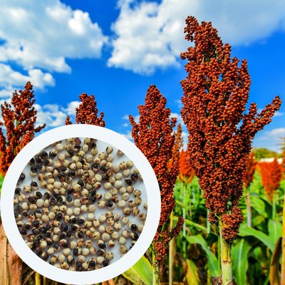 Сорго зерновое красное насіння 20 грамм (около 800 шт) (Sorghum bicolor) RS-01281 фото