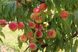 Персик манчьжурський насіння (10 шт) підщепа для саджанців морозостійкий RS-00680 фото 2