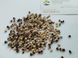 Сорго зернове червоне насіння 20 грамів (прибл. 800 шт) (Sorghum bicolor) RS-01281 фото 3