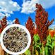 Сорго зернове червоне насіння 20 грамів (прибл. 800 шт) (Sorghum bicolor) RS-01281 фото 1
