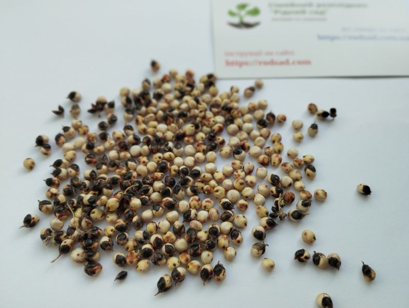 Сорго зернове червоне насіння 20 грамів (прибл. 800 шт) (Sorghum bicolor) RS-01281 фото