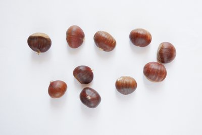 Каштан съедобный семена 3-8 грамм (10 шт) настоящий посевной благородный (Castanea sativa) на посадку морозостойкий RS-00061 фото