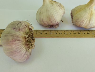 Чеснок сорт Любаша семена 1 кг головка озимый на посадку RS-01287 фото
