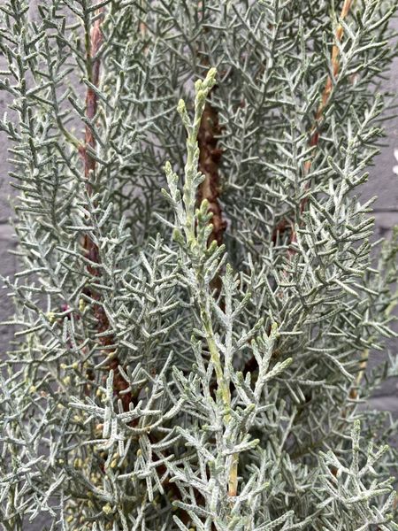 Кипарис аризонский семена 0,5 грамма (около 100 шт) (Cupressus arizonica) RS-00760 фото