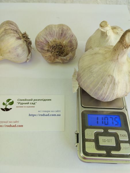 Часник сорт Любаша насіння 1 кг головка озимий на посадку RS-01287 фото