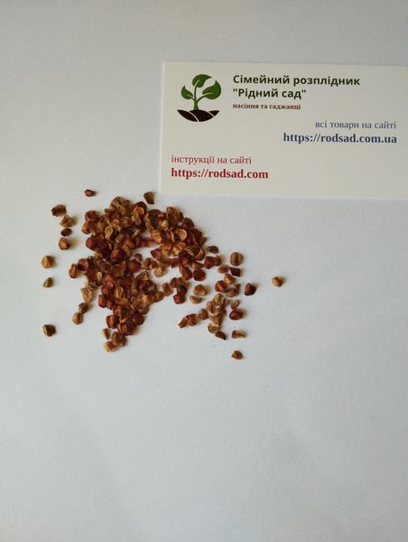 Кипарис аризонский семена 0,5 грамма (около 100 шт) (Cupressus arizonica) RS-00760 фото