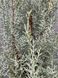 Кипарис аризонский семена 0,5 грамма (около 100 шт) (Cupressus arizonica) RS-00760 фото 3