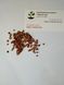 Кипарис арізонський насіння 0,5 грами (прибл 100 шт) (Cupressus arizonica) RS-00760 фото 2