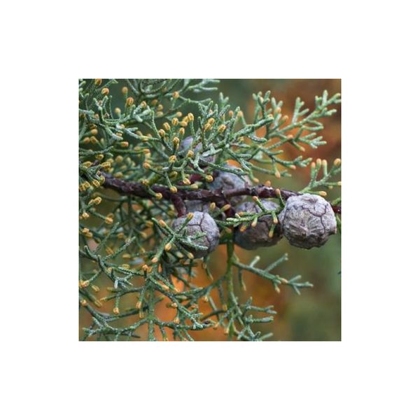 Кипарис арізонський насіння 0,5 грами (прибл 100 шт) (Cupressus arizonica) RS-00760 фото