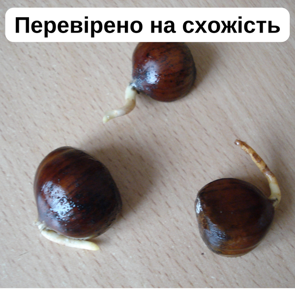 Каштан їстівний насіння 3-8 грамів (10 шт) справжній посівний (Castanea sativa) на посадку морозостійкий RS-00061 фото