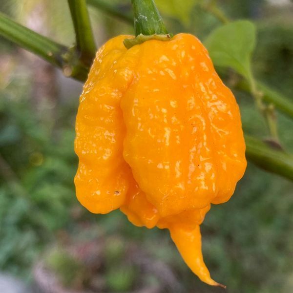 Перец острый Carolina Reaper Yellow семена (5 шт) Каролина Рипер каролинский жнец желтый чили суперхот до 2 200 000&nbsp;SHU RS-02162 фото