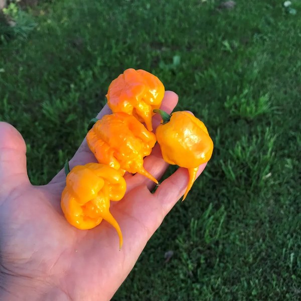 Перец острый Carolina Reaper Yellow семена (5 шт) Каролина Рипер каролинский жнец желтый чили суперхот до 2 200 000&nbsp;SHU RS-02162 фото