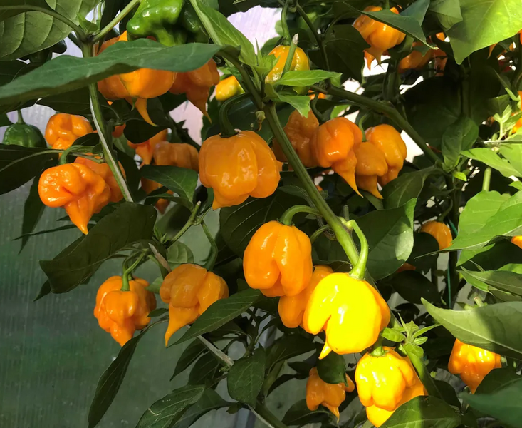 Перец острый Carolina Reaper Yellow семена (5 шт) Каролина Рипер каролинский жнец желтый чили суперхот до 2 200 000&nbsp;SHU RS-02162 фото
