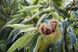 Каштан їстівний насіння 3-8 грамів (10 шт) справжній посівний (Castanea sativa) на посадку морозостійкий RS-00061 фото 5
