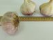Часник сорт Любаша насіння 1 кг головка озимий на посадку RS-01287 фото 1