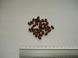 Гледичия семена (20 шт) трёхколючковая (Gleditsia triacanthos) акация колючая RS-00161 фото 4