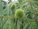 Каштан їстівний насіння 3-8 грамів (10 шт) справжній посівний (Castanea sativa) на посадку морозостійкий RS-00061 фото 8