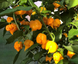 Перец острый Carolina Reaper Yellow семена (5 шт) Каролина Рипер каролинский жнец желтый чили суперхот до 2 200 000&nbsp;SHU RS-02162 фото 2