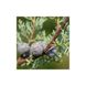 Кипарис арізонський насіння 0,5 грами (прибл 100 шт) (Cupressus arizonica) RS-00760 фото 5