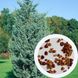 Кипарис арізонський насіння 0,5 грами (прибл 100 шт) (Cupressus arizonica) RS-00760 фото 1
