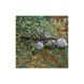 Кипарис арізонський насіння 0,5 грами (прибл 100 шт) (Cupressus arizonica) RS-00760 фото 6