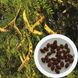 Гледичія насіння (20 шт) трьохколючкова (Gleditsia triacanthos) акація колюча RS-00161 фото 1