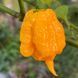 Перец острый Carolina Reaper Yellow семена (5 шт) Каролина Рипер каролинский жнец желтый чили суперхот до 2 200 000&nbsp;SHU RS-02162 фото 5