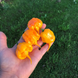 Перец острый Carolina Reaper Yellow семена (5 шт) Каролина Рипер каролинский жнец желтый чили суперхот до 2 200 000&nbsp;SHU RS-02162 фото 4