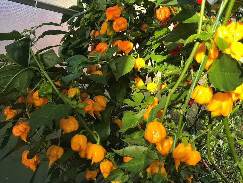 Перец острый Carolina Reaper Yellow семена (5 шт) Каролина Рипер каролинский жнец желтый чили суперхот до 2 200 000&nbsp;SHU RS-02162 фото