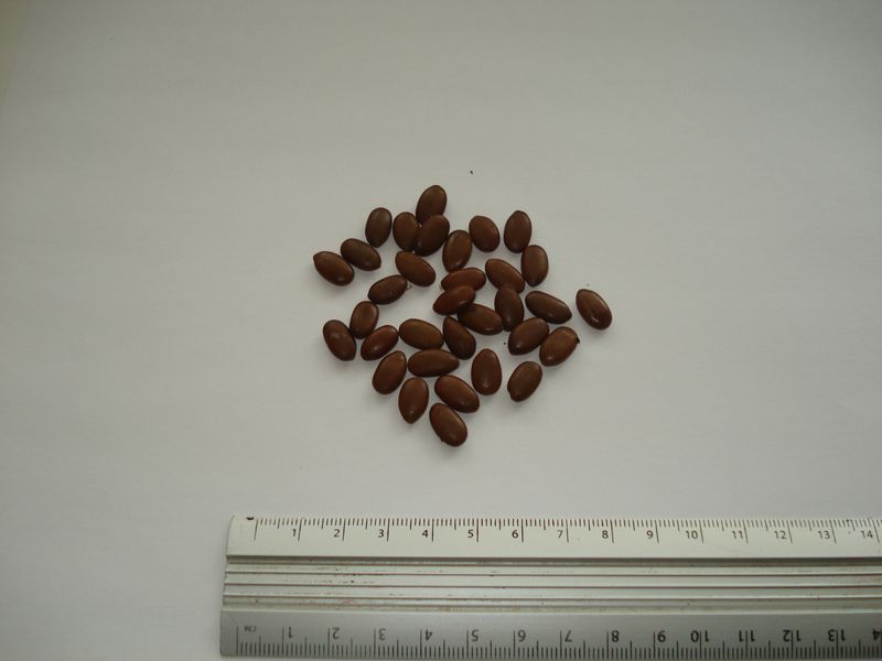 Гледичия семена (20 шт) трёхколючковая (Gleditsia triacanthos) акация колючая RS-00161 фото
