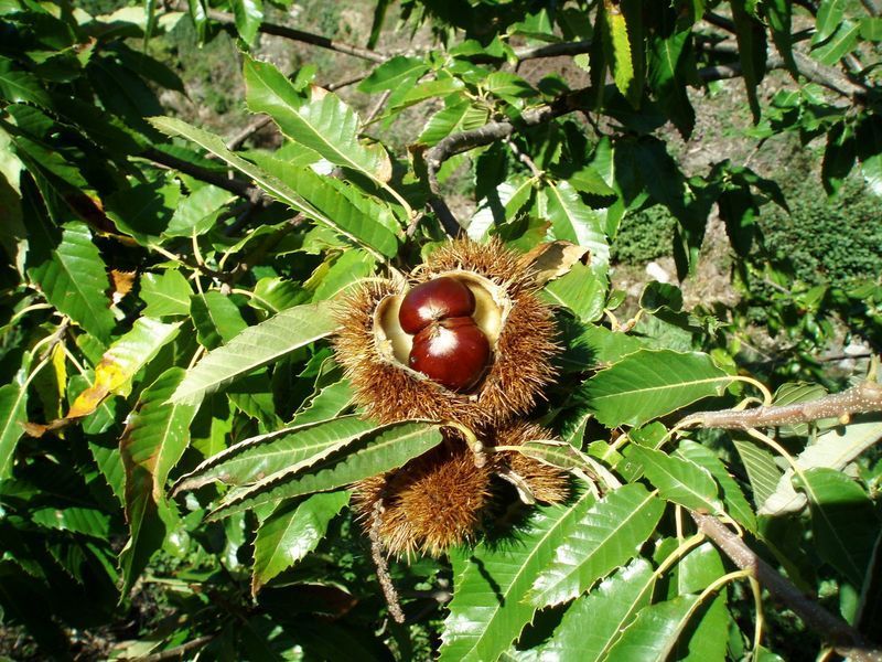 Каштан їстівний насіння 3-8 грамів (10 шт) справжній посівний (Castanea sativa) на посадку морозостійкий RS-00061 фото