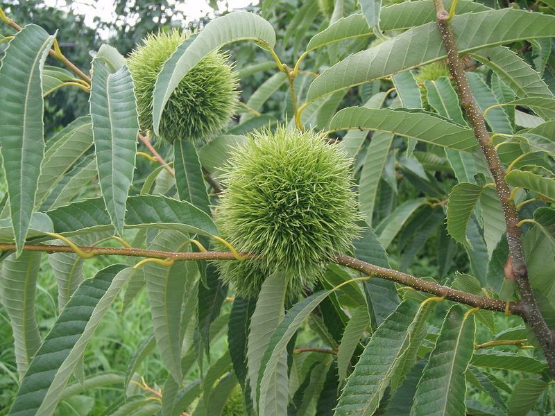 Каштан їстівний насіння 3-8 грамів (10 шт) справжній посівний (Castanea sativa) на посадку морозостійкий RS-00061 фото