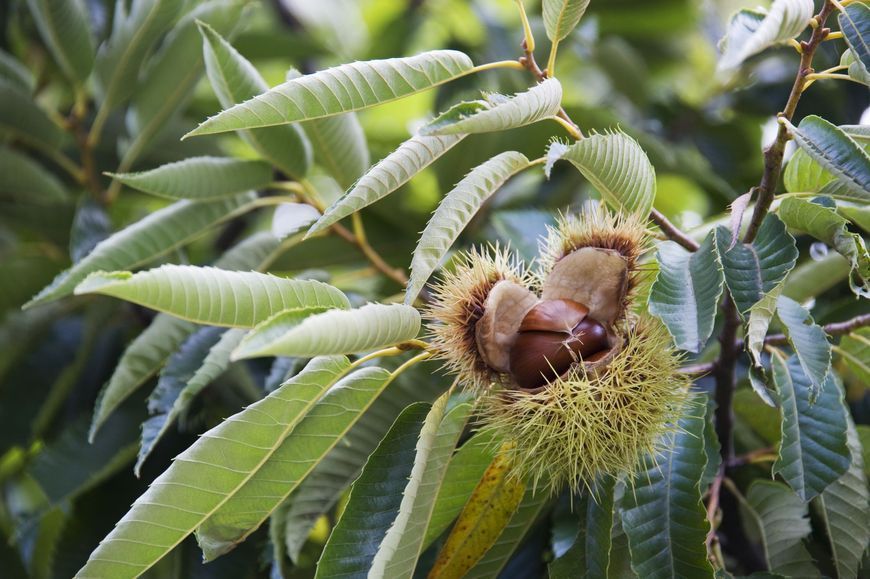 Каштан їстівний насіння 3-8 грамів (10 шт) справжній посівний (Castanea sativa) на посадку морозостійкий RS-00061 фото