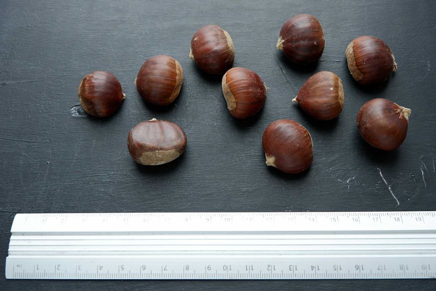 Каштан їстівний насіння 3-8 грамів (10 шт) справжній посівний (Castanea sativa) на посадку морозостійкий RS-00061 фото