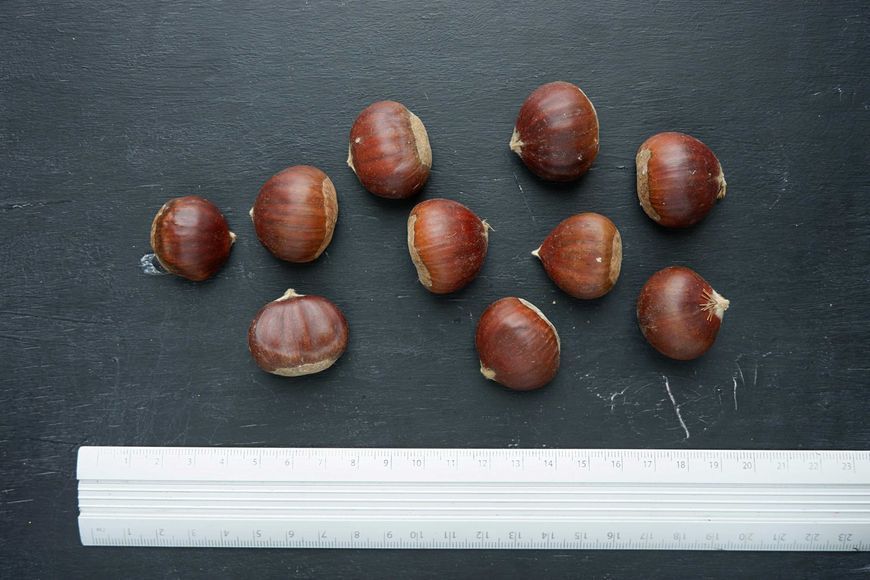 Каштан їстівний насіння 3-8 грамів (10 шт) справжній посівний (Castanea sativa) на посадку морозостійкий RS-00061 фото