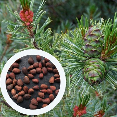 Кедровий стланик семена (20 шт) сосна стланиковая кедровник (Pinus pumila) RS-00684 фото