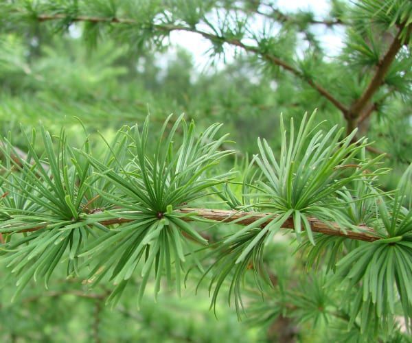 Лиственница японская семена 0,5 грамма (около 100 шт) Кемпфера (Larix kaempferi) RS-01282 фото