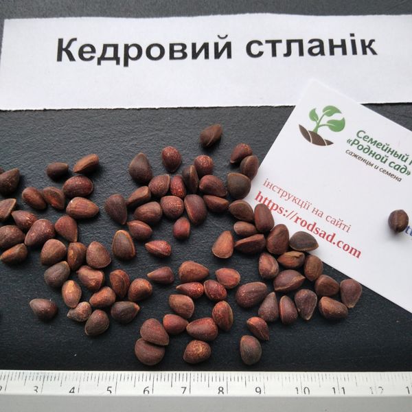 Кедровий сланець насіння (20 шт) сосна сланка (Pinus pumila) RS-00684 фото