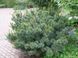 Кедровий стланик семена (20 шт) сосна стланиковая кедровник (Pinus pumila) RS-00684 фото 2