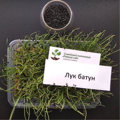 Лук батун семена для микрозелени (10 грам) RS-00519 фото