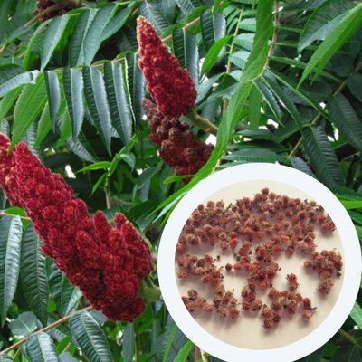 Сумах оленерогий насіння 1 грам (прибл. 100 шт) оцтове дерево (Rhus typhina) RS-01288 фото