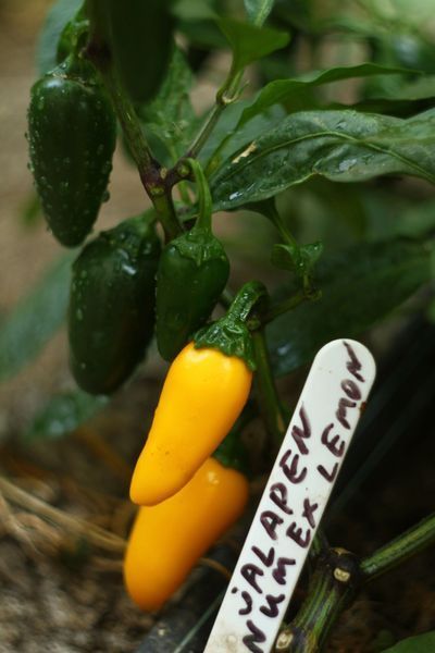 Перец острый Jalapeno Numex Lemon семена (5 шт) Халапеньйо желтый до 8 000 SHU RS-02164 фото