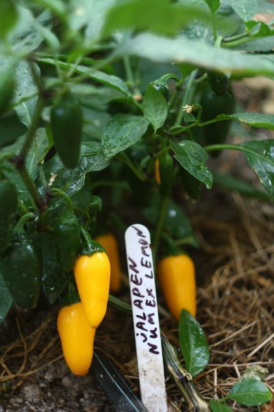 Перец острый Jalapeno Numex Lemon семена (5 шт) Халапеньйо желтый до 8 000 SHU RS-02164 фото
