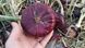 Цибуля ялтинська насіння 1 грам (прибл 200 шт) кримська солодка червона RS-00285 фото 2