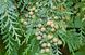 Кипарисовик Лавсона насіння (50 шт) (Chamaecyparis lawsoniana) RS-00762 фото 2