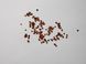 Кипарисовик Лавсона насіння (50 шт) (Chamaecyparis lawsoniana) RS-00762 фото 3