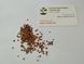 Кипарисовик Лавсона семена (50 шт) (Chamaecyparis lawsoniana) RS-00762 фото 4
