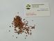 Кипарисовик Лавсона насіння (50 шт) (Chamaecyparis lawsoniana) RS-00762 фото 5